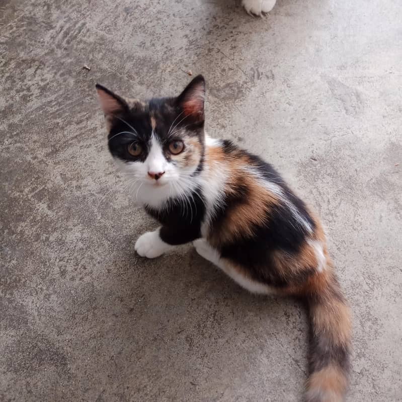 minsi 1