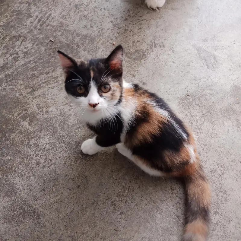 minsi — photo 2