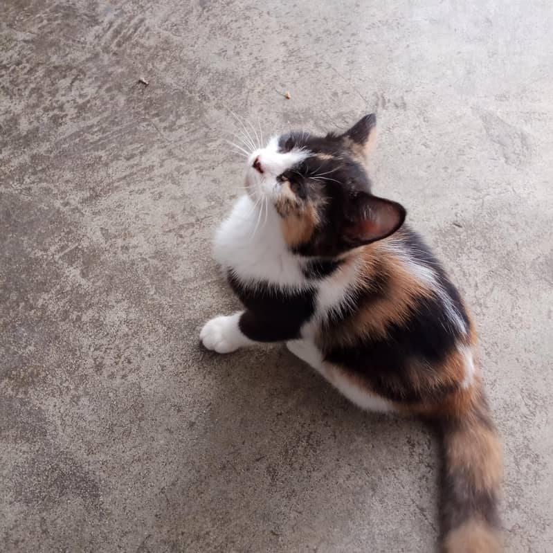 minsi 4
