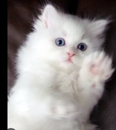 blu eyes kittan triand 03125718522 whatap