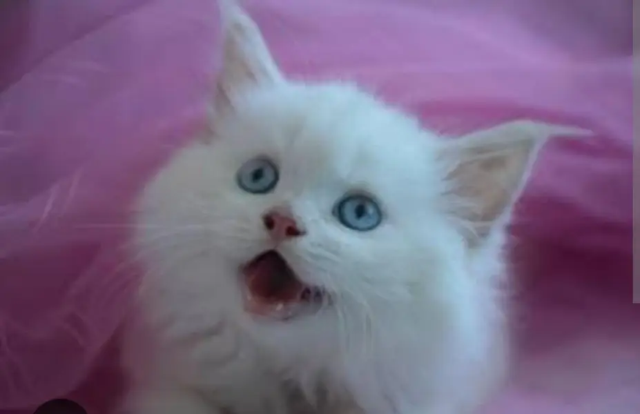 blu eyes kittan triand 03125718522 whatap — photo 2