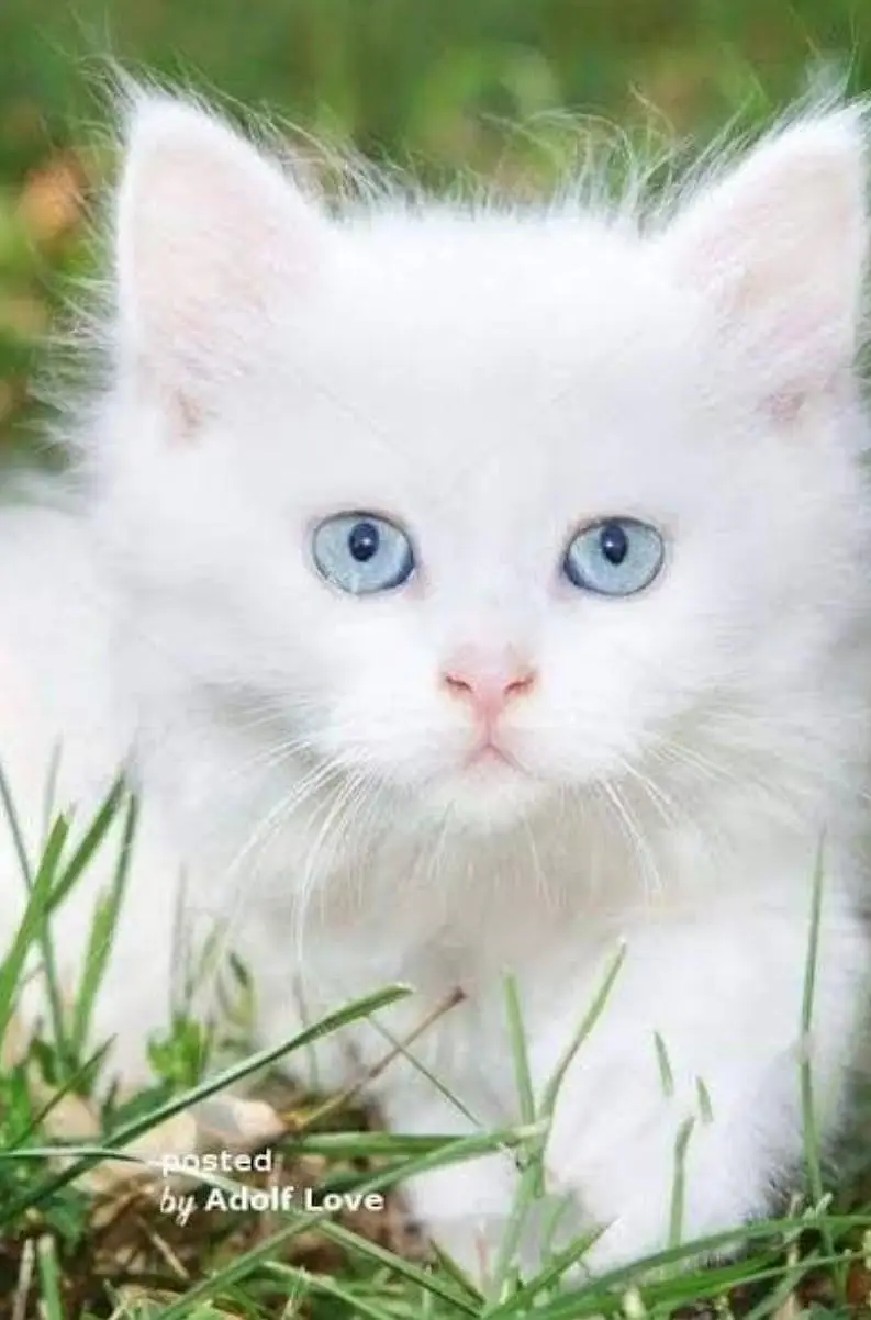 blu eyes kittan triand 03125718522 whatap — photo 3