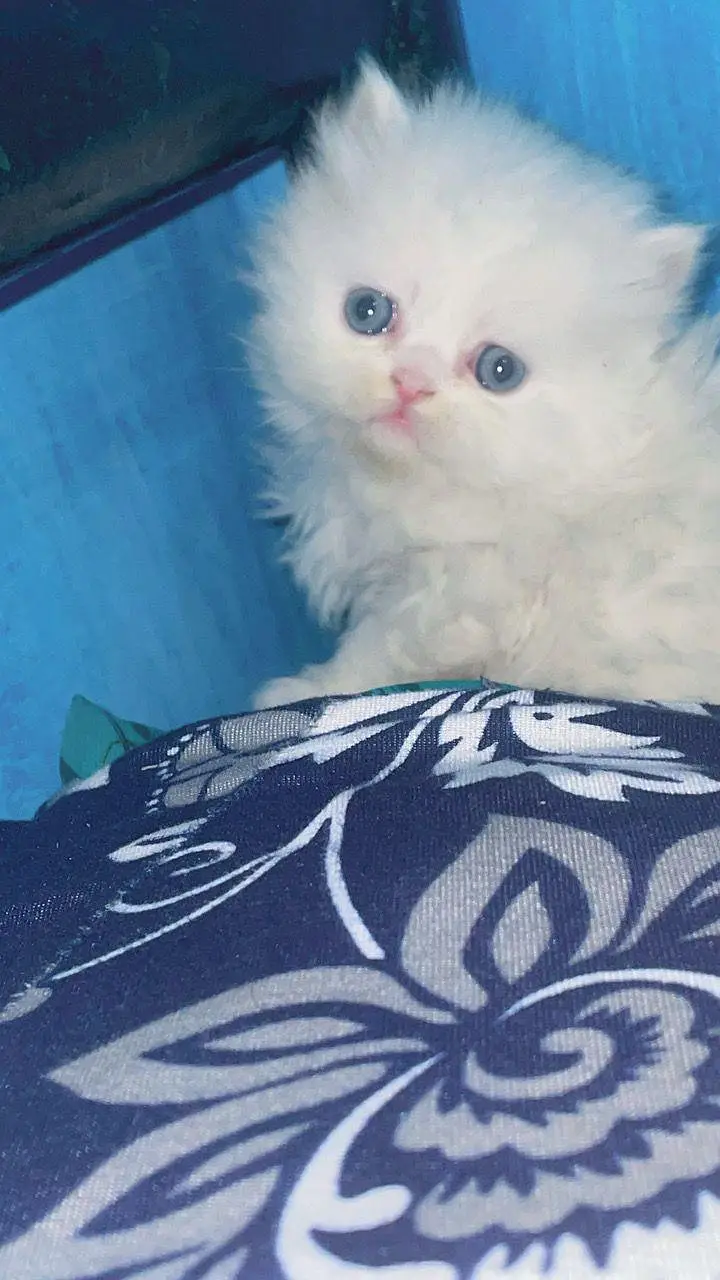 blu eyes kittan triand 03125718522 whatap — photo 5