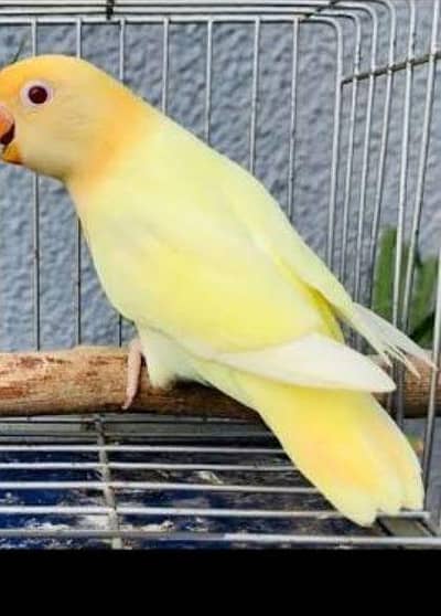 lovebirds