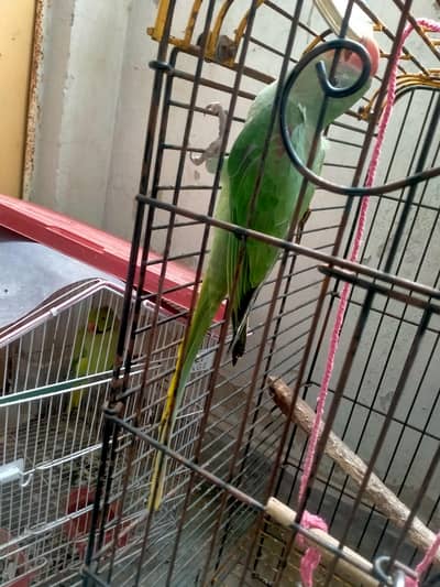 raw green parrot