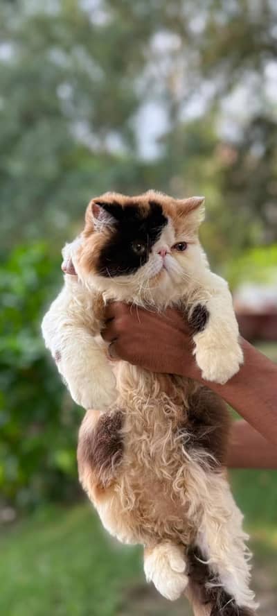 classic calico 03043583306