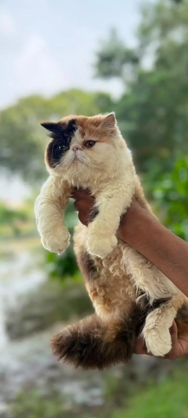 classic calico 03043583306 — photo 2