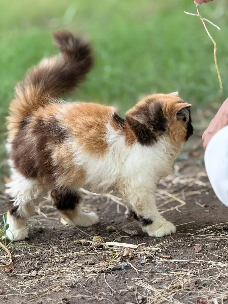 classic calico 03043583306 — photo 3