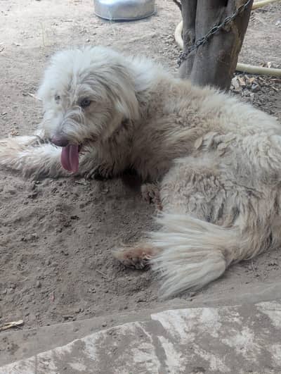 white poodle