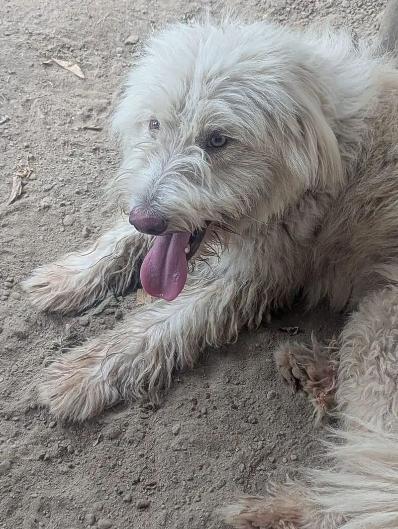 white poodle — photo 2
