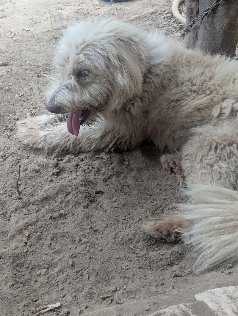 white poodle — photo 3