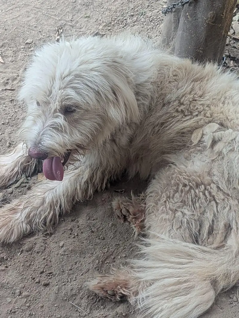 white poodle — photo 4