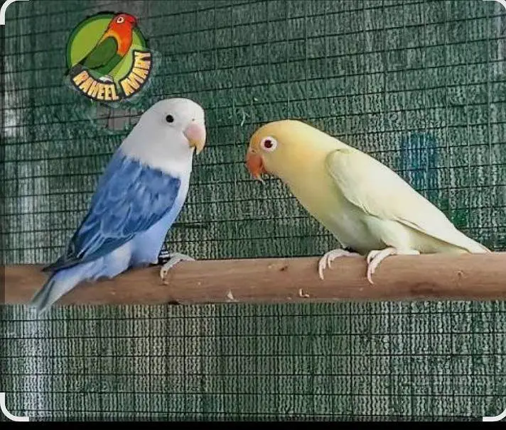 lovebirds — photo 3