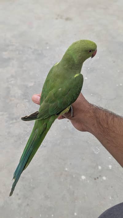 hand tame ring nack
