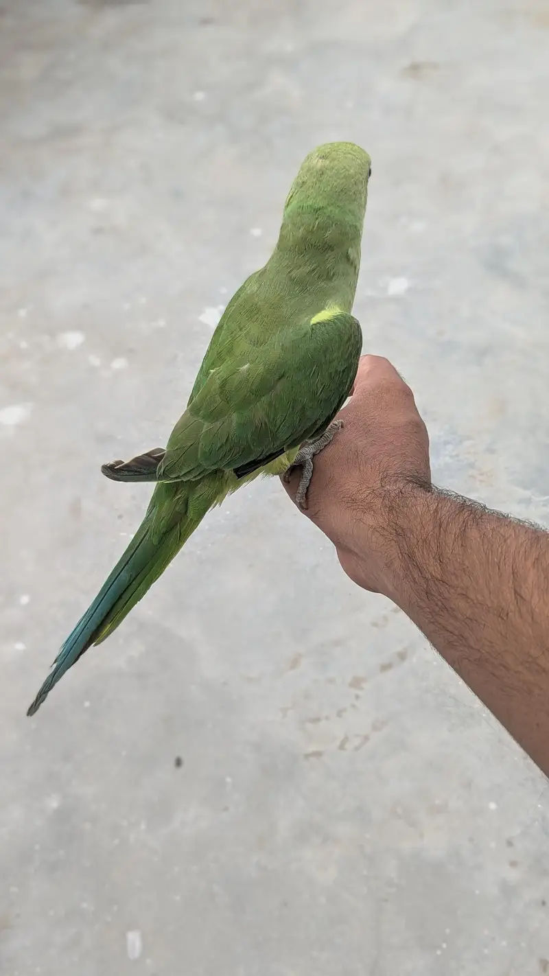 hand tame ring nack — photo 3