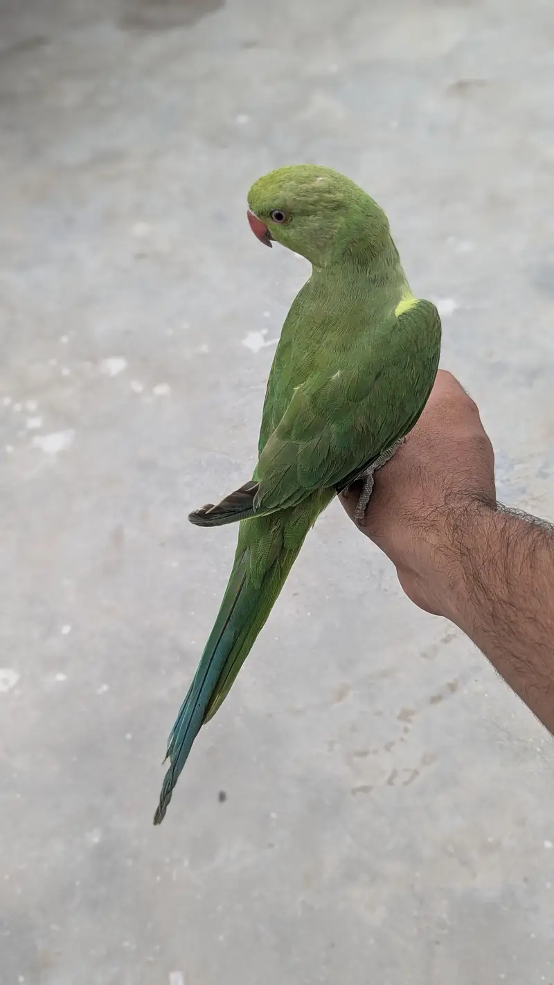 hand tame ring nack — photo 4