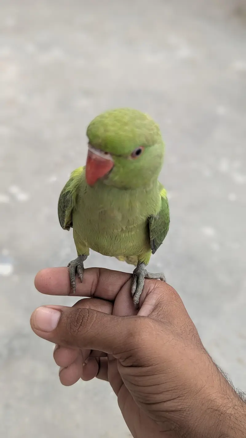 hand tame ring nack — photo 5