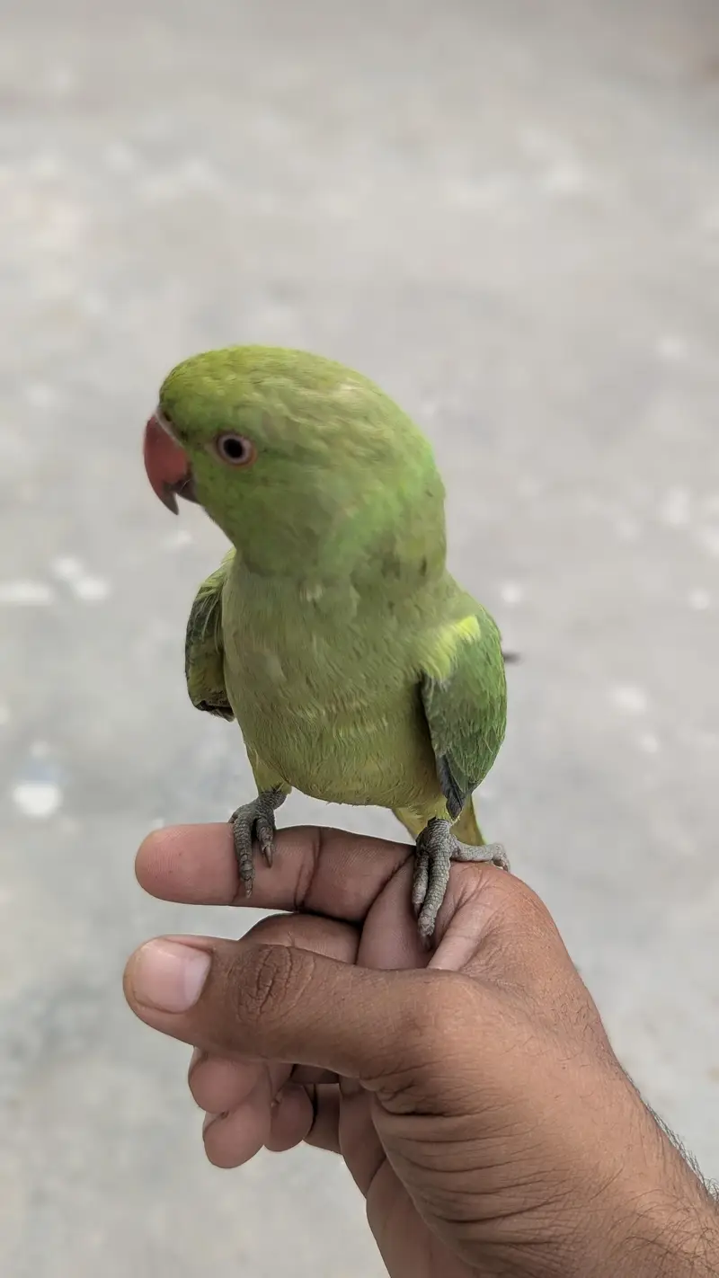 hand tame ring nack — photo 6