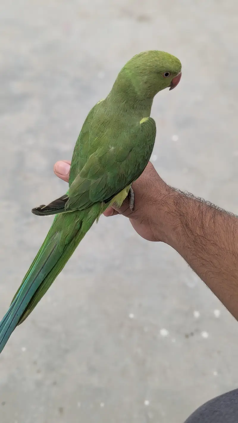 hand tame ring nack — photo 7