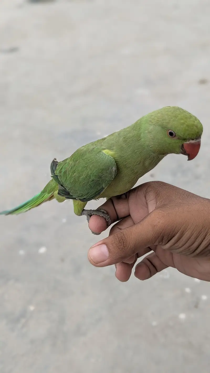 hand tame ring nack — photo 8