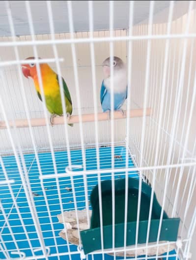love birds for sale pair