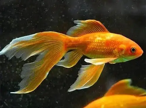 Fish and fish aquarium wholesale price — photo 6
