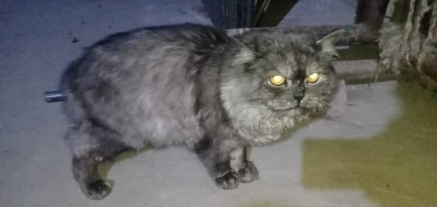 Persian Male Cat for Sale – Healthy & Vaccinated