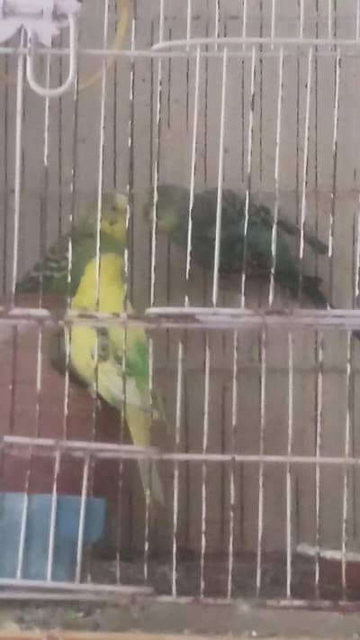 3 Australian Parrots