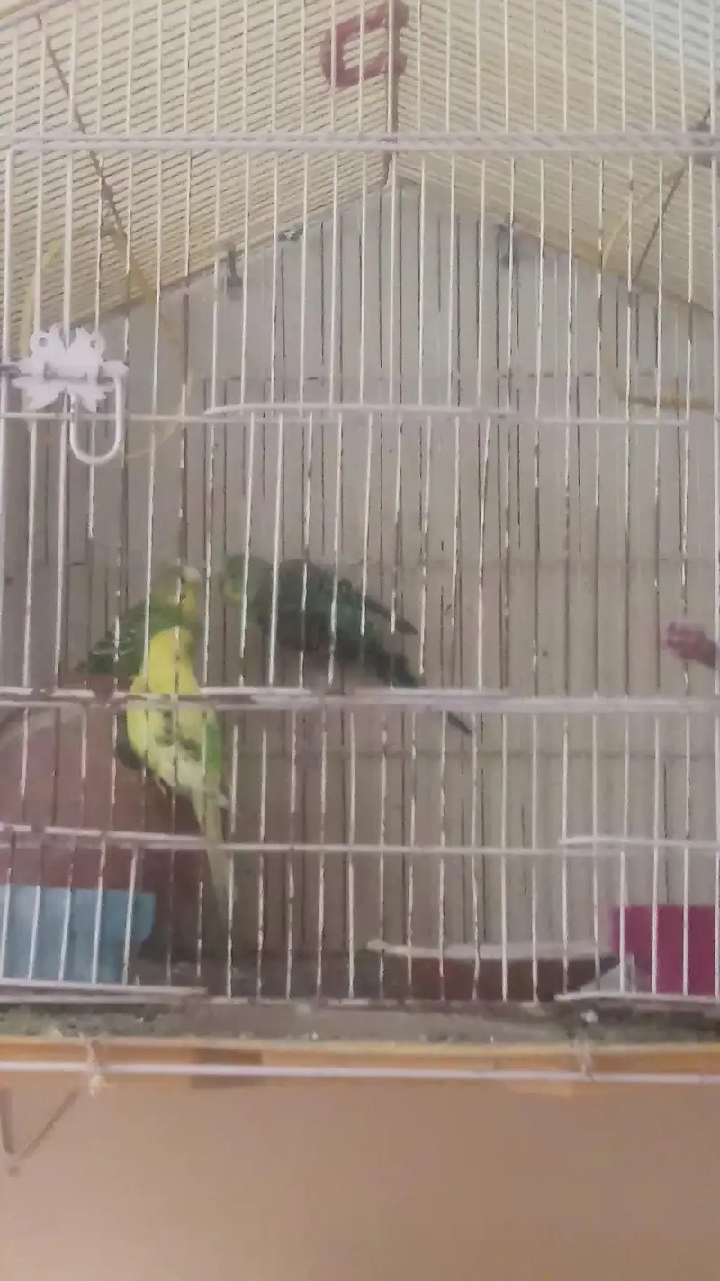 3 Australian Parrots — photo 2