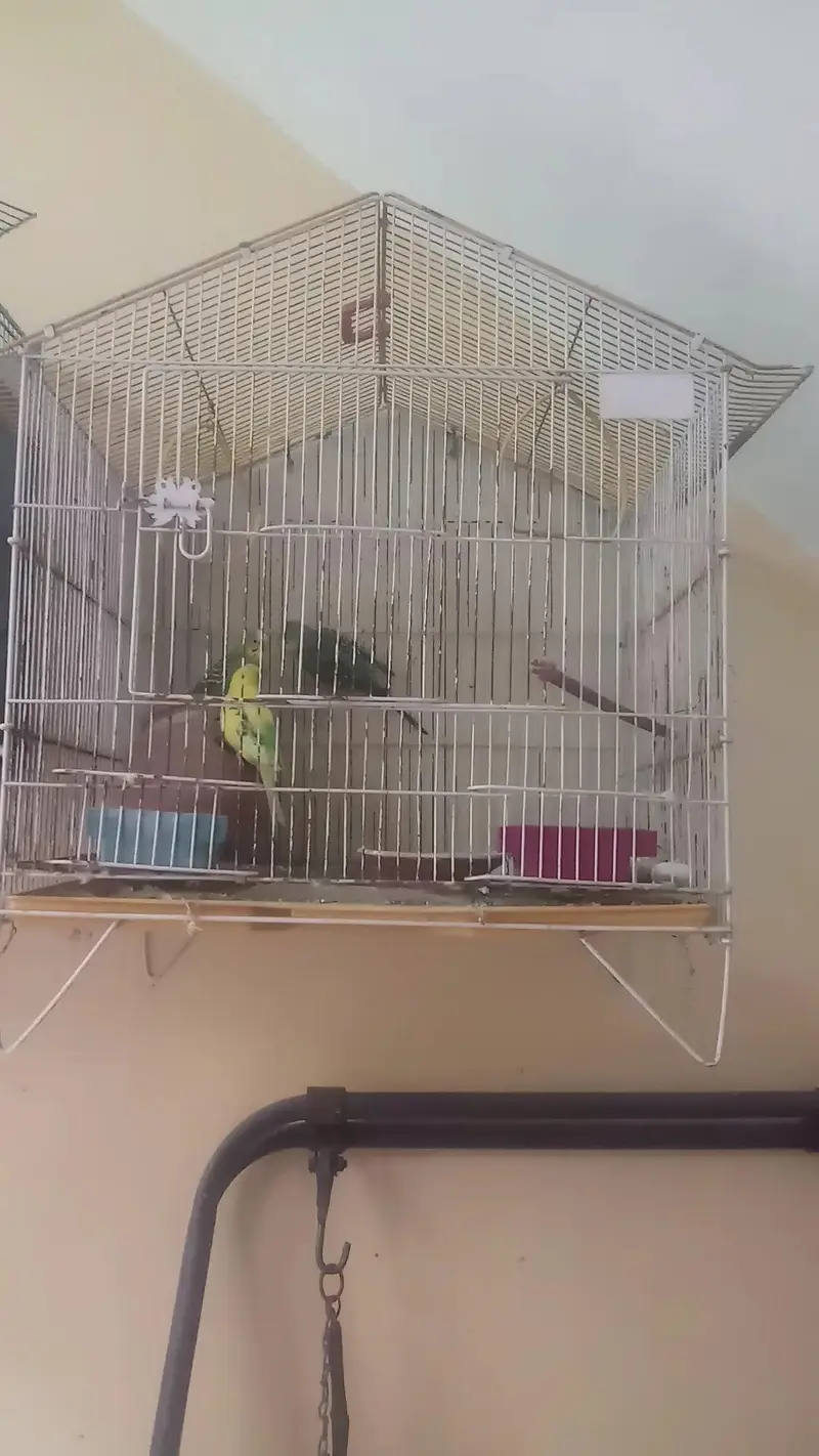 3 Australian Parrots — photo 3