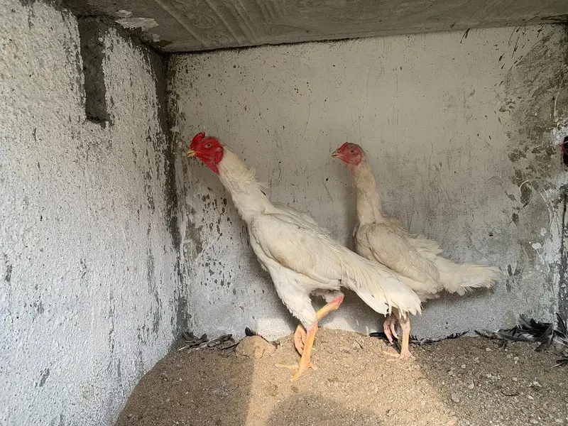 White Oh Shamo | Pair — photo 4