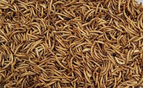 LIVE LARVA | Rs. 1 per piece | Premium Export-Quality |