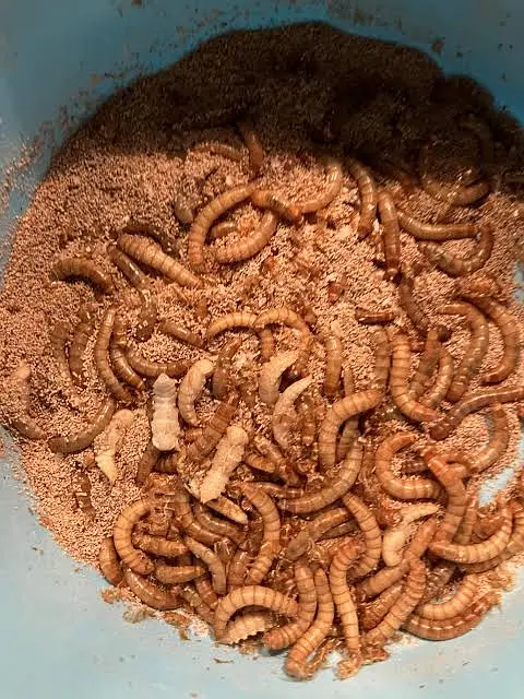 LIVE LARVA | Rs. 1 per piece | Premium Export-Quality | — photo 2