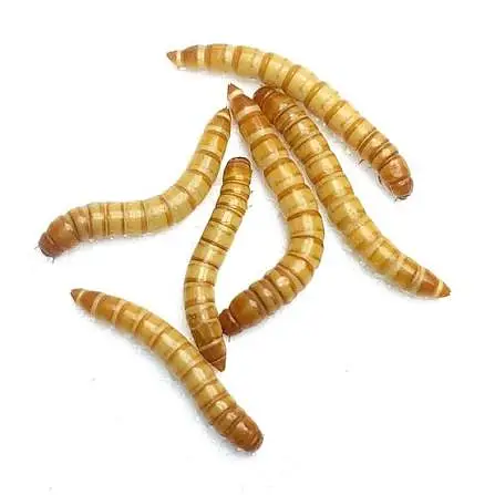 LIVE LARVA | Rs. 1 per piece | Premium Export-Quality | — photo 3
