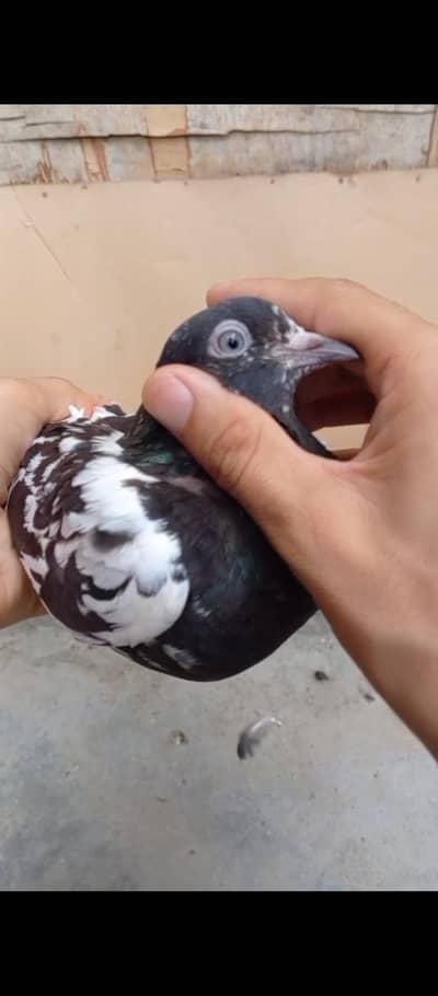Ferozpori rampori breeder pair ha