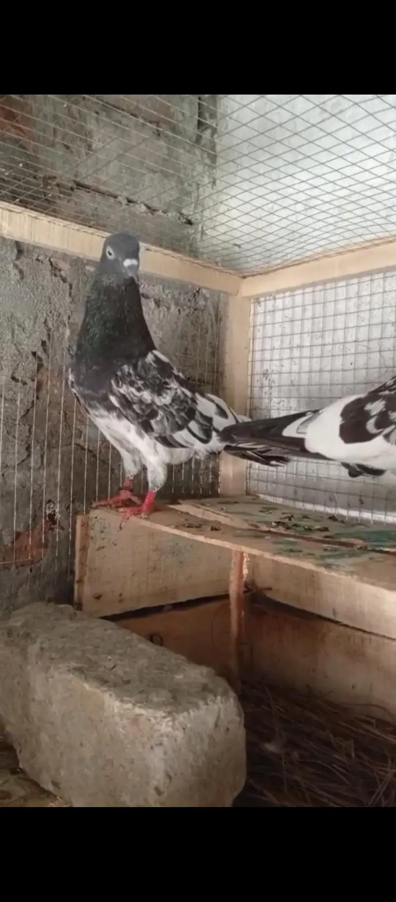 Ferozpori rampori breeder pair ha — photo 3