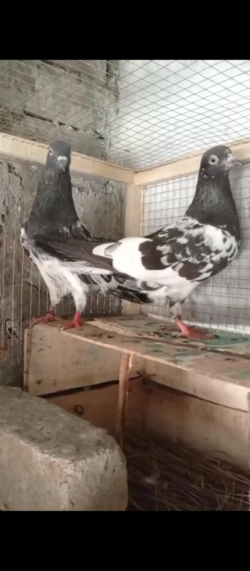 Ferozpori rampori breeder pair ha — photo 4