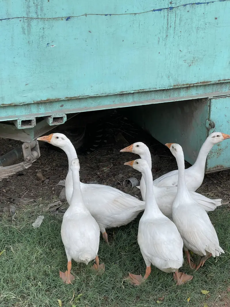 White ducks for sale