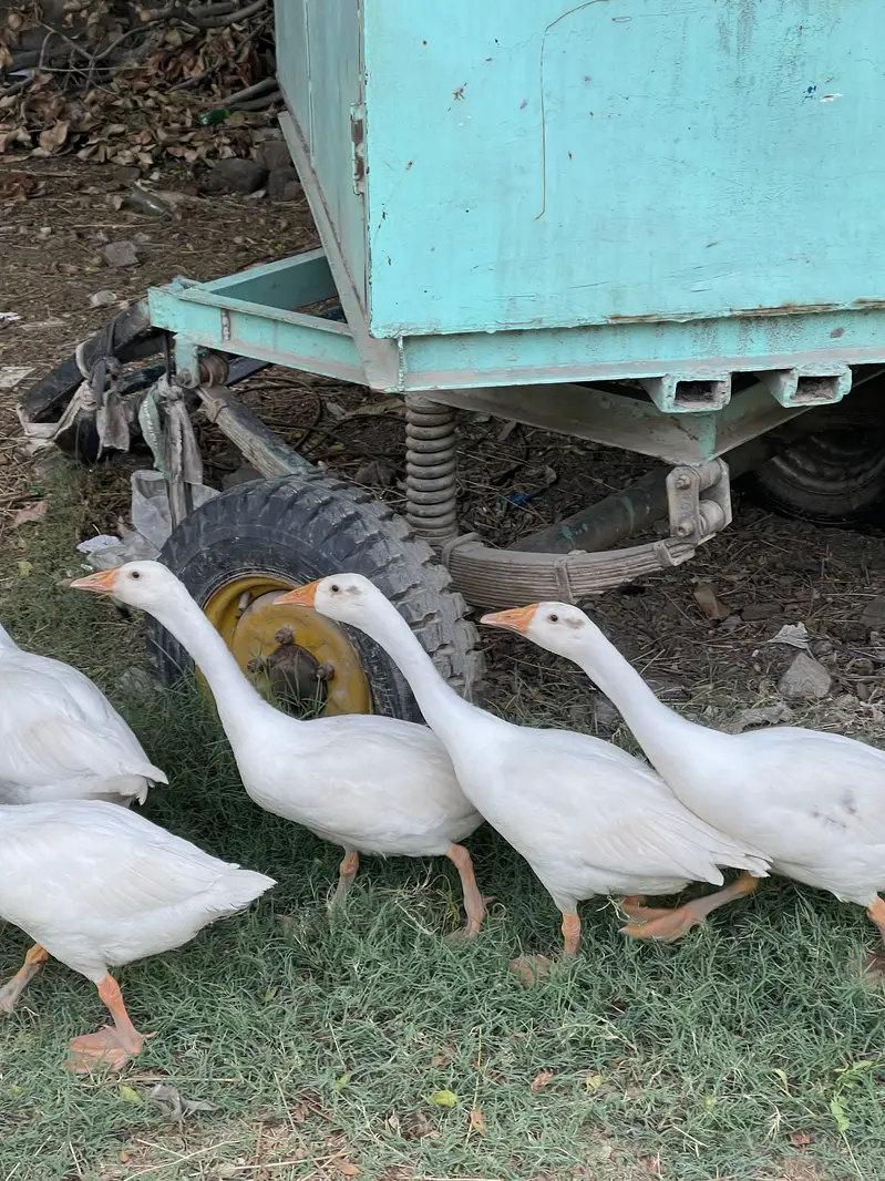 White ducks for sale — photo 2