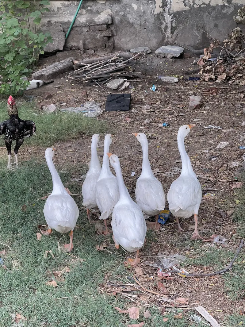 White ducks for sale — photo 3
