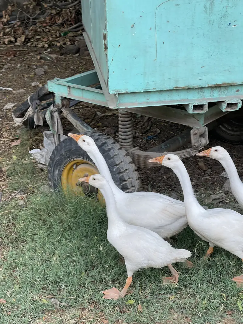 White ducks for sale — photo 4