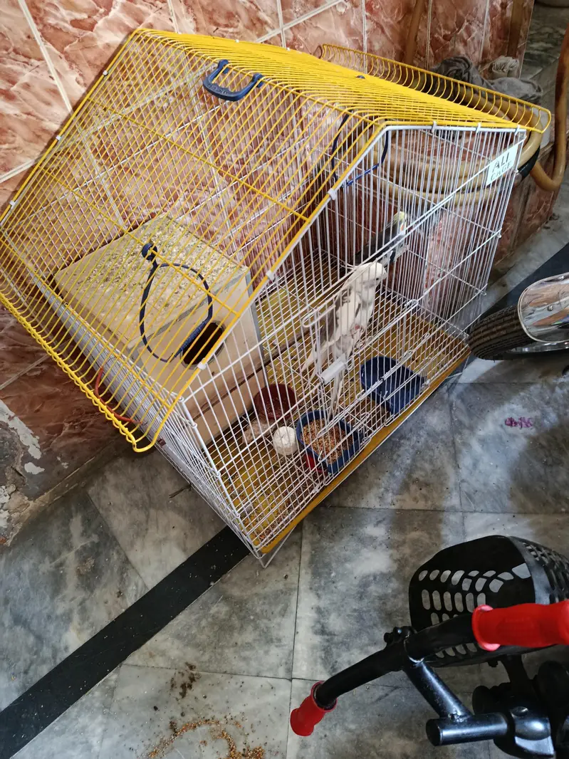 cocktail parrot pair ha Gary or white Gary beautiful birds — photo 4