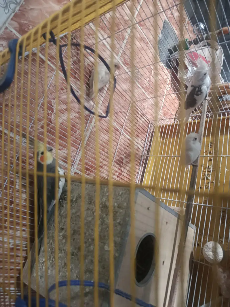 cocktail parrot pair ha Gary or white Gary beautiful birds — photo 5