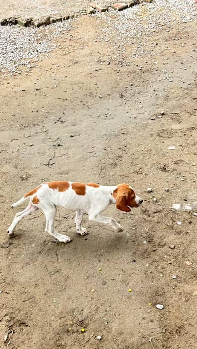 English pointer