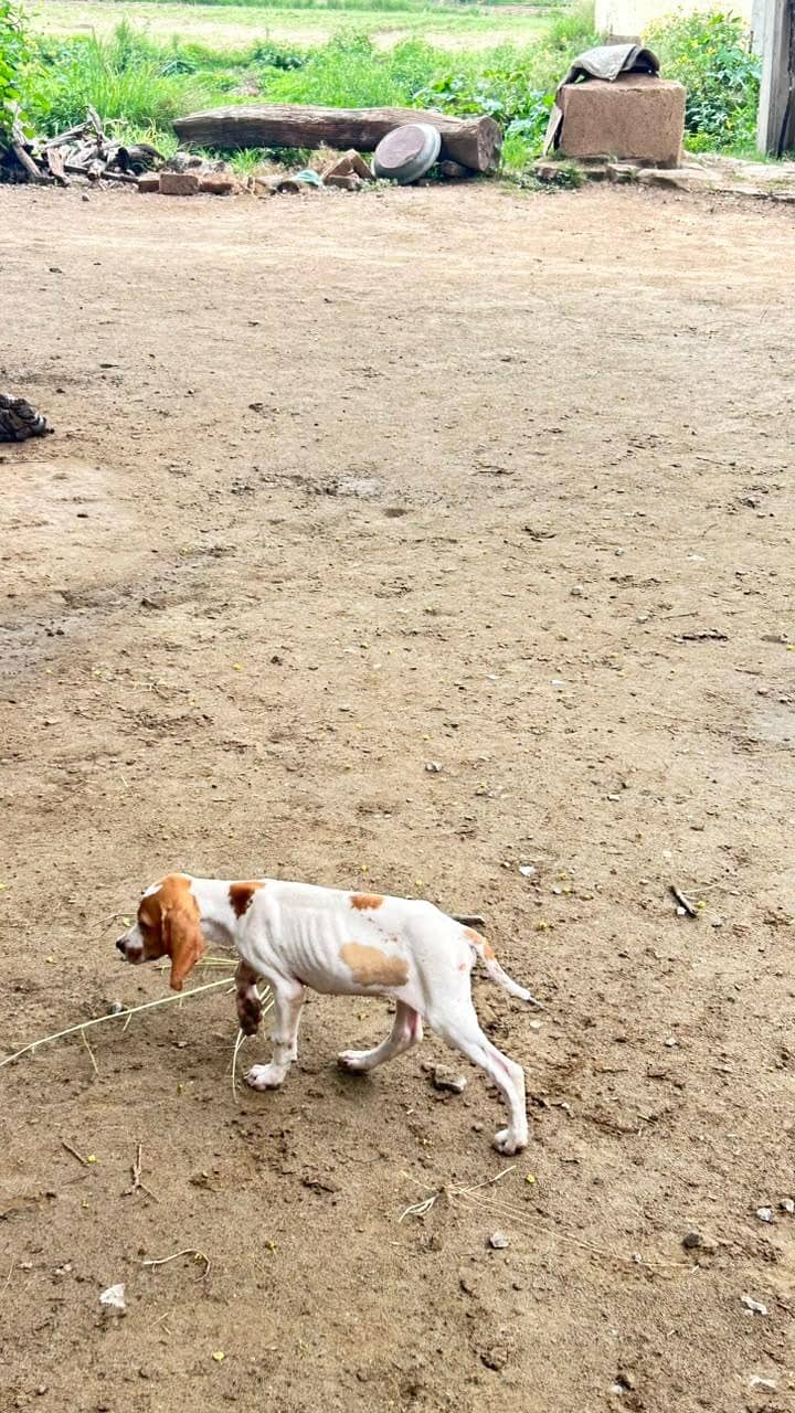 English pointer 1