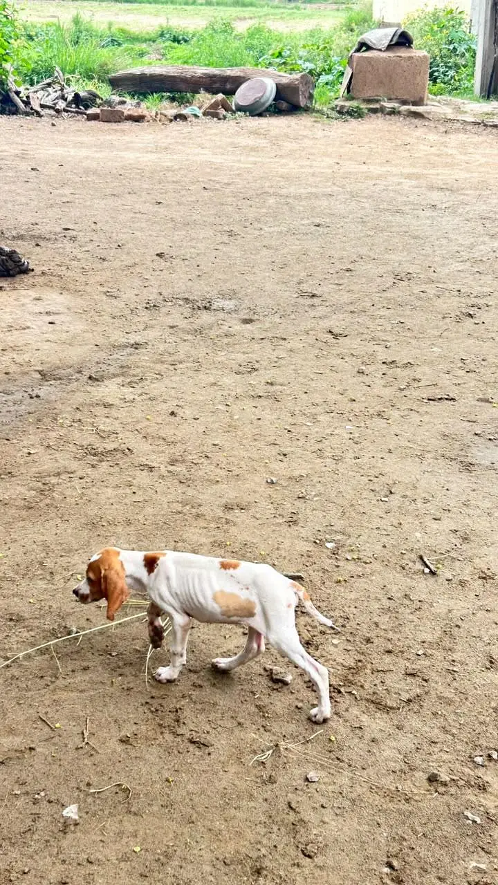 English pointer — photo 2