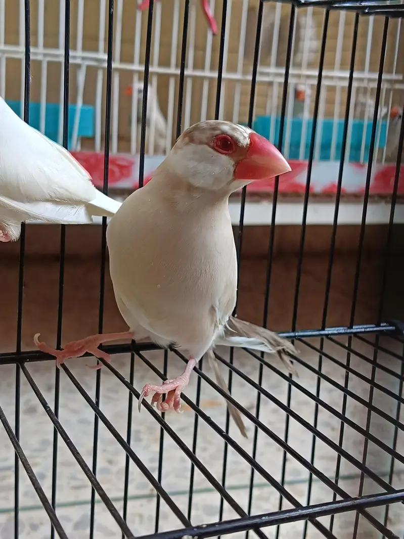 Penguin Finch & Albino x Fawn Java both red eye's — photo 3