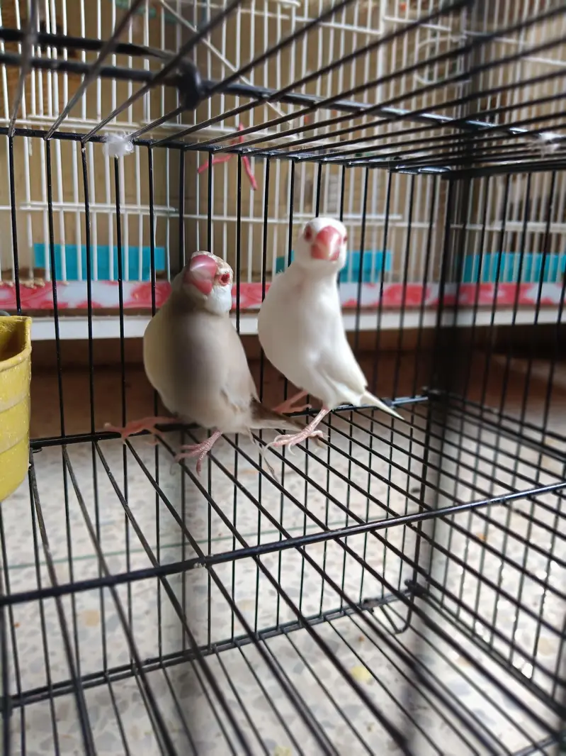 Penguin Finch & Albino x Fawn Java both red eye's — photo 4