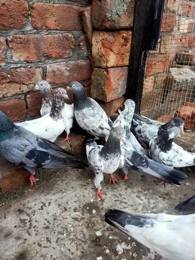 other pigeon jodon wale kabootar 12 piece 03106801352