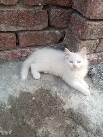 Persian kittens for urgent sale